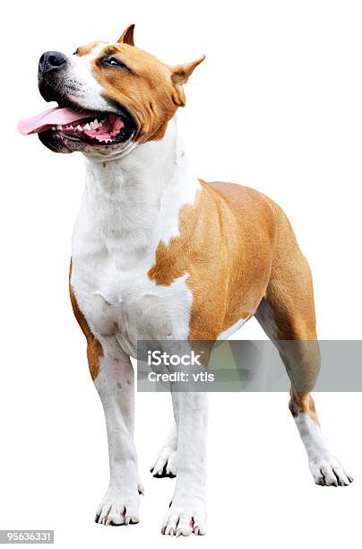 Staffordshire Bull Terrier Over White Stock Photo - Download Image Now - Animal, Brown, Color Image