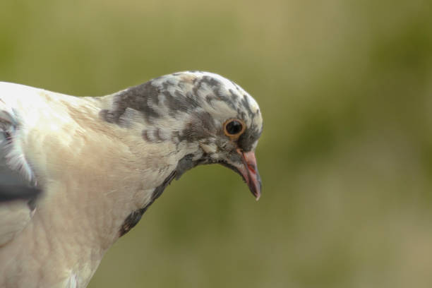 istock A close portrait of a white pigeon with colorful patterns. 956363920