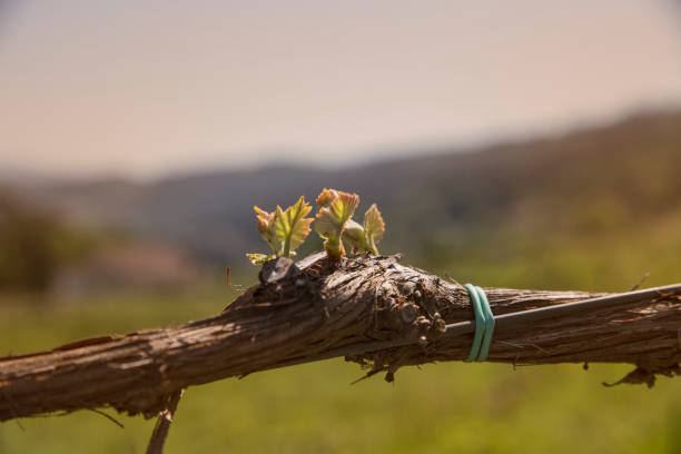 Green vine with small bunches of grapes.
