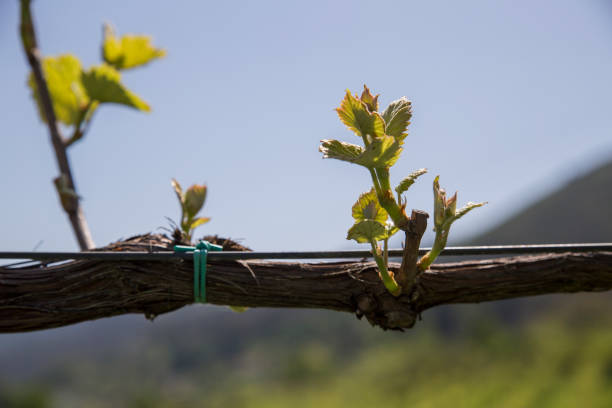 istock Green vine with small bunches of grapes. 956366254