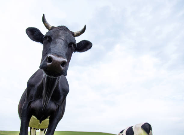 Close up of cow on pasture.