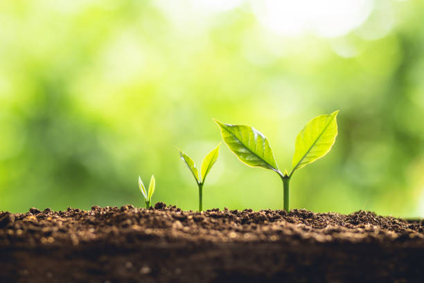 istock Tree Growth Three Steps In nature And beautiful morning lighting 956366716