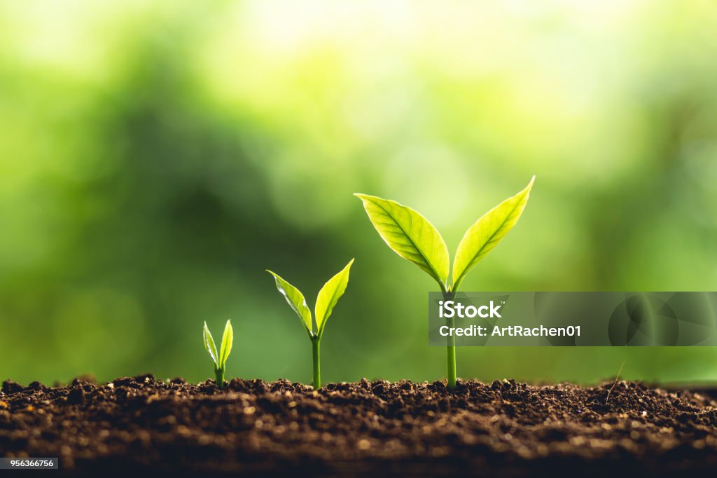 Árbol crecimiento tres pasos en la naturaleza y la iluminación hermosa mañana - Foto de stock de Crecimiento libre de derechos