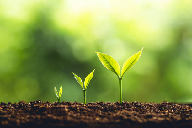 5,425,443 Plant Growing Stock Photos, Pictures & Royalty-Free Images -  iStock | Plant growing icon, Plant, Growth