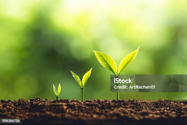 Tree Growth Three Steps In Nature And Beautiful Morning Lighting Stock Photo - Download Image Now