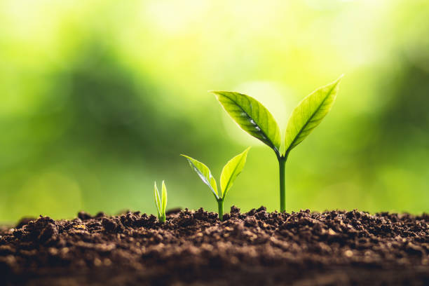 istock Tree Growth Three Steps In nature And beautiful morning lighting 956366798