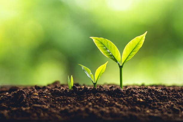 istock Tree Growth Three Steps In nature And beautiful morning lighting 956366802