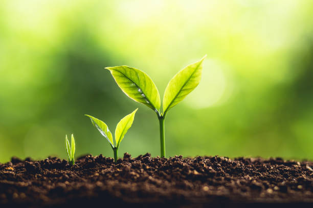 istock Tree Growth Three Steps In nature And beautiful morning lighting 956366848