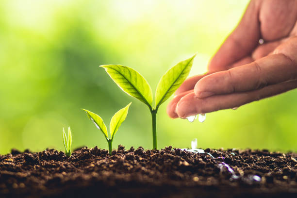istock Tree Growth Three Steps In nature And beautiful morning lighting 956366878