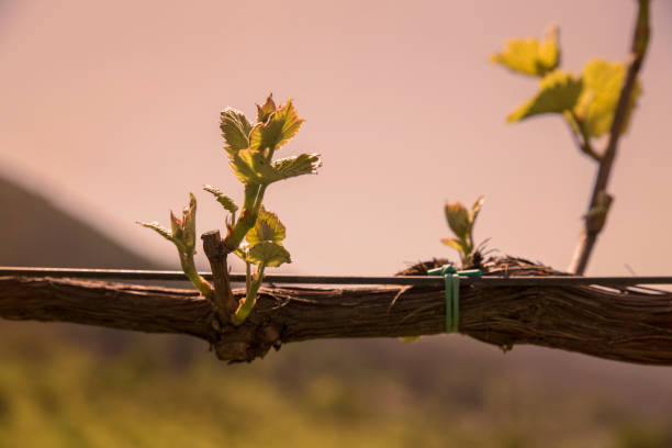 istock Green vine with small bunches of grapes. 956367014