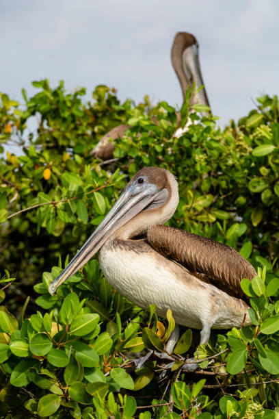 istock Brown Pelican (Pelecanus occidentalis) in Galapagos Islands, Ecuador 956369510