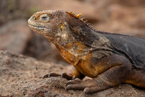 istock Galapagos Land Lguana (Conolophus subcristatus) in Galapagos Islands, Ecuador 956369558