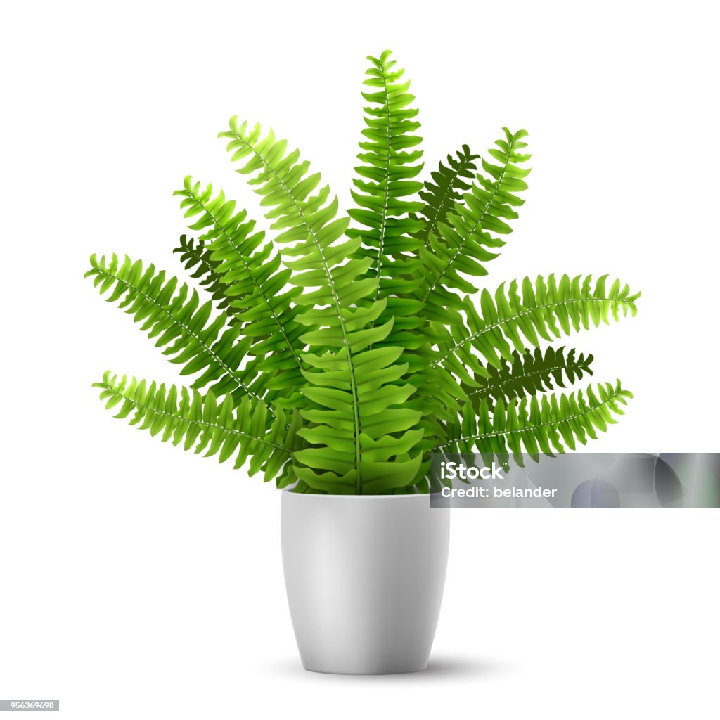 vector fern in a pot Vector realistic fern in a pot. Ornamental houseplant. Fern stock vector