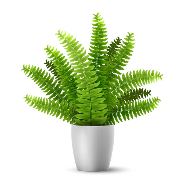 vector fern in a pot Vector realistic fern in a pot. Ornamental houseplant. potted plant stock illustrations