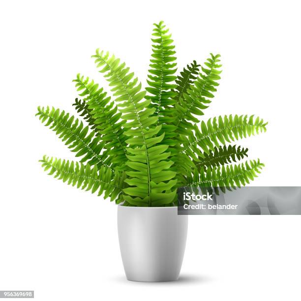 Vector Fern In A Pot Stock Illustration - Download Image Now - Fern, Plant, Flower Pot