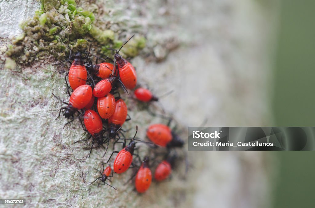 Group Of Insects Of Red Color With Head And Black Legs Stock Photo -  Download Image Now - iStock