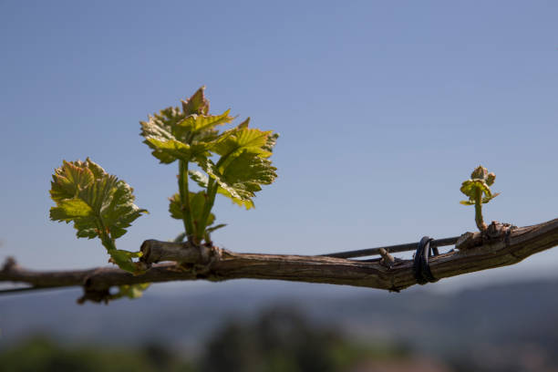 istock Green vine with small bunches of grapes. 956373062