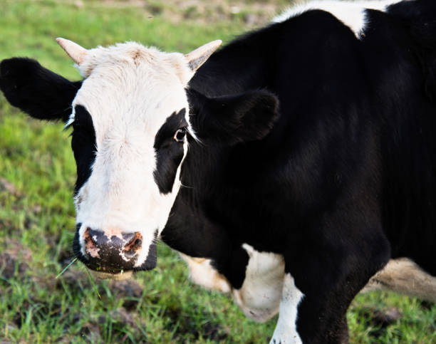 istock Cow on field of fresh grass 956373152