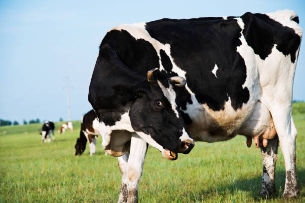 Dairy Cow in pasture