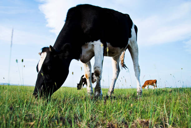 istock Cow in green meadow 956373630