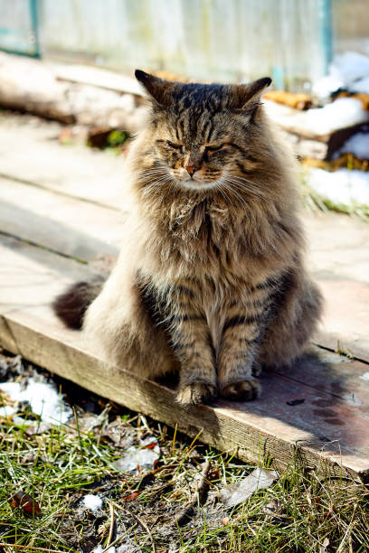 istock serious siberian cat in sunshine 956376156