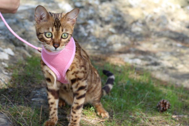 atemberaubende bengal rassekatze im freien - zuggeschirr stock-fotos und bilder