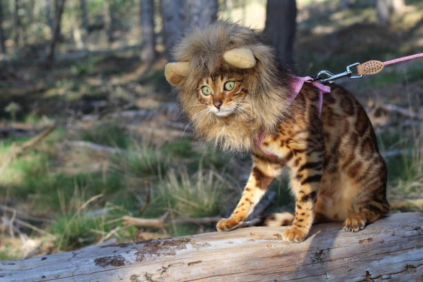 Hilarious Bengal cat wearing a wig