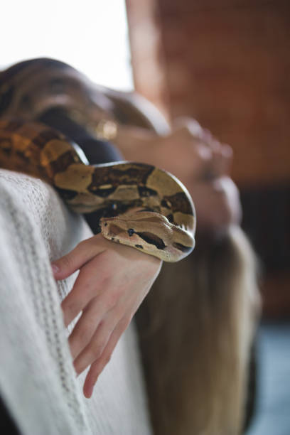 istock Portrait of blonde woman lying upside down on the bed with python 956376288