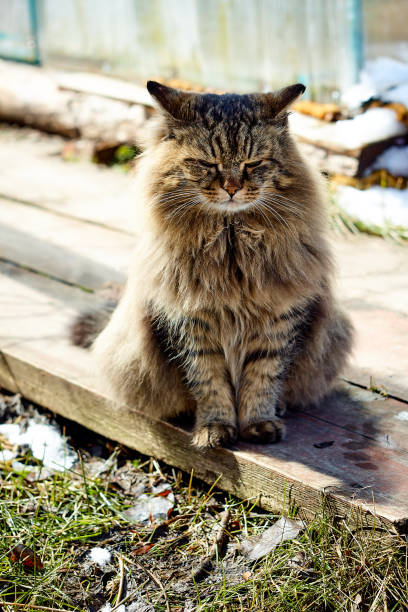 istock nice siberian cat in sunshine 956376444