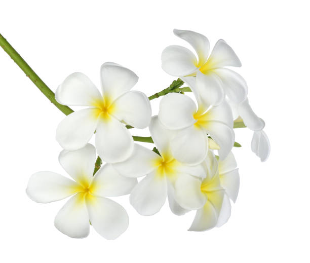 istock Tropical flowers frangipani 956376902