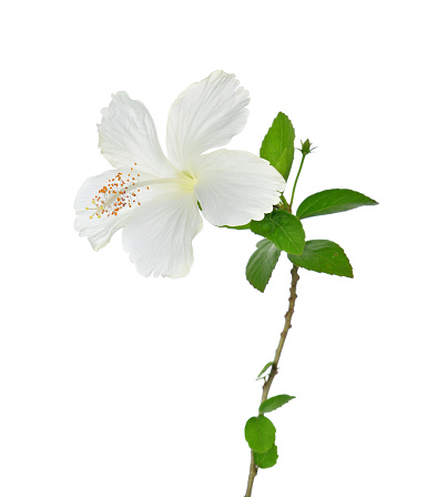 hibiscus flower  on white background