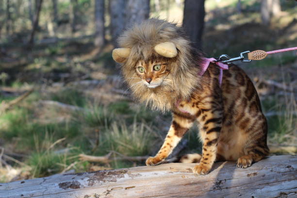 istock Funny tabby cat with lion style wig 956377758
