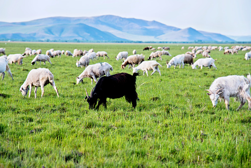 A dog is leader of herd leading flock of sheep to graze on meadow in autumn forest
