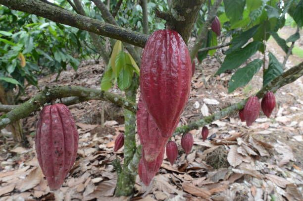 istock Cacao fruit in the tree, Glanmore Plantation, Banyuwangi, East Java, Indonesia 956378920