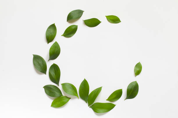istock Wreath made of leaves on white background with copy space 956379518