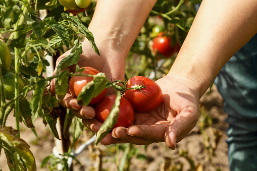 Tomatoes. Picking tomatoes in a garden garden. Garden with a harvest of tomatoes. Fresh vegetables. Organic food