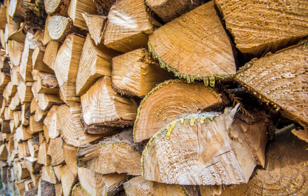 Close-up Stacked Rough Firewood in wood warehouse.