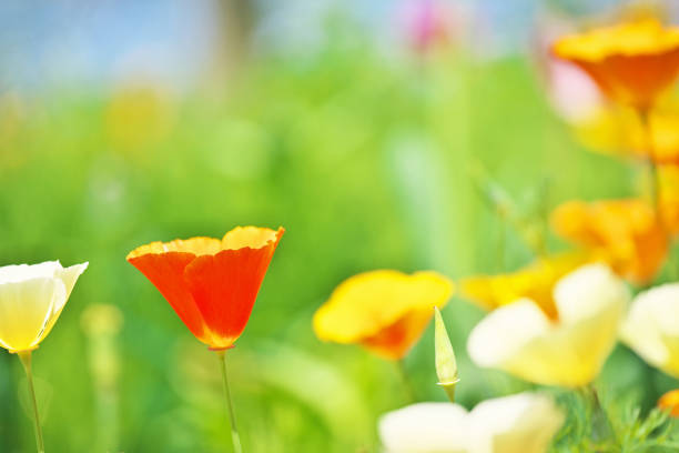 Eschscholzia californica