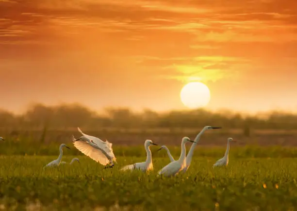 Photo of Flock of little egrets