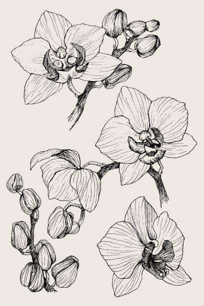 ilustraciones, imágenes clip art, dibujos animados e iconos de stock de juego de orquídea de mano dibujado contorno negro sobre un fondo blanco aislado. ilustración de vector altamente detallados. hermosas flores exóticas. cymbidium - moth orchid