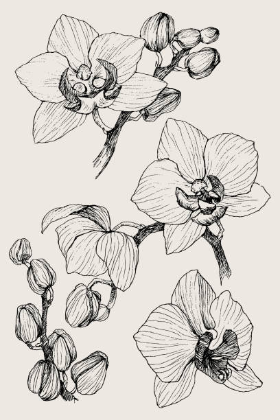 illustrazioni stock, clip art, cartoni animati e icone di tendenza di set di orchidea contorno nero disegnata a mano su uno sfondo bianco isolato. illustrazione vettoriale altamente dettagliata. bellissimo fiore esotico. cymbidium - moth orchid