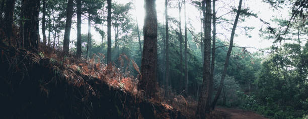 istock Fog in the forest morning Pine trees 956390064