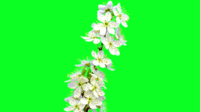 Wild plum flower timelapse growing and blossoming with alpha channel