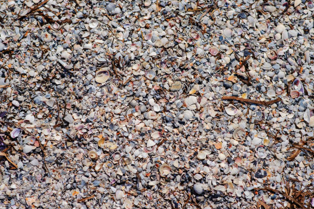 istock Many shells are sold in the fresh market 956390520