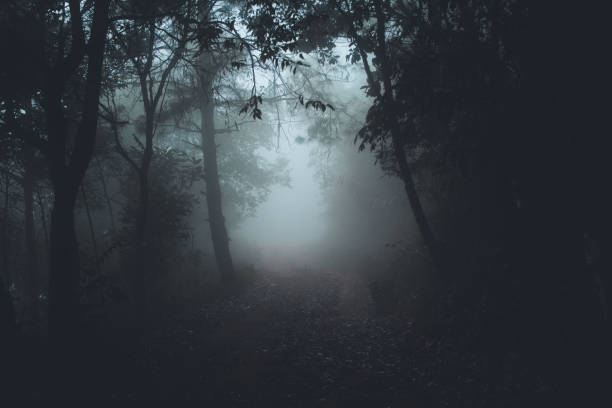 istock Fog in the forest morning Pine trees 956390524
