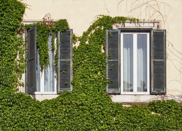 istock Two windows with brown shutters surrounded by vines, Rome Italy 956391216