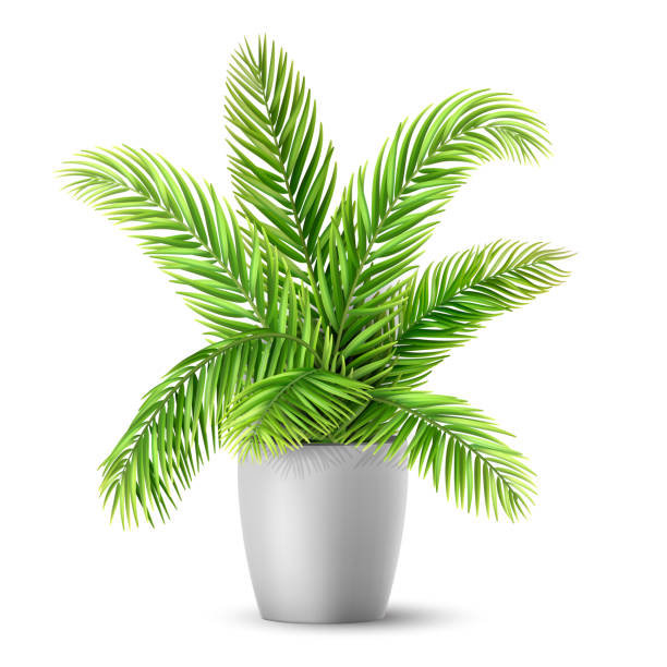 illustrations, cliparts, dessins animés et icônes de feuilles de palmier dans un pot - palm tree leaf tree frond