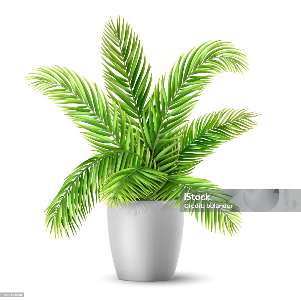 Palm tree leaves in a pot Palm tree leaves in a pot. A plant for decorating an interior of a house or an office. Vector realistic illustration. Palm Tree stock vector