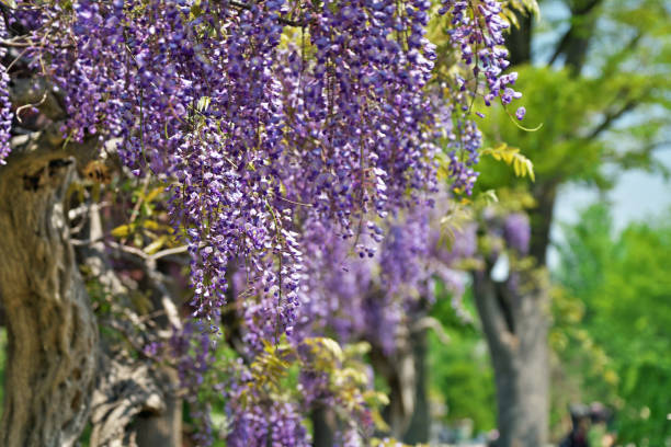 istock Wisteria floribunda 956391582
