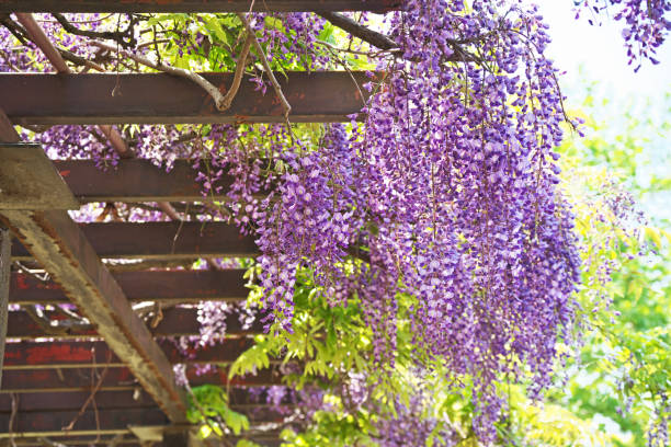 istock Wisteria floribunda 956391826